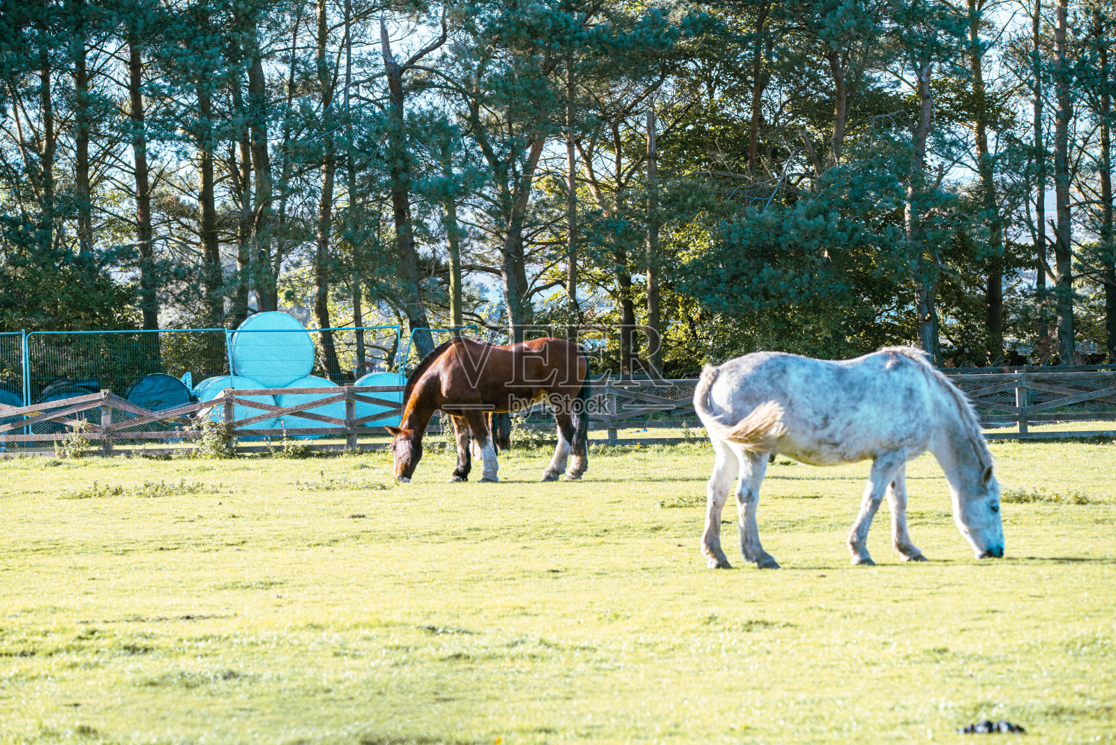 马照片摄影图片