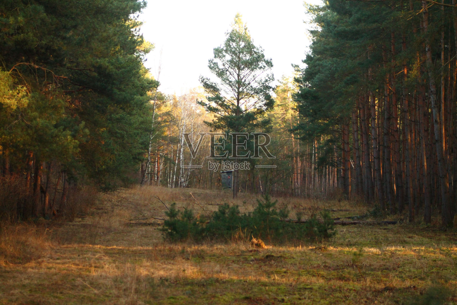 森林中央的一棵树，它的树枝被砍了，地面被砍伐照片摄影图片