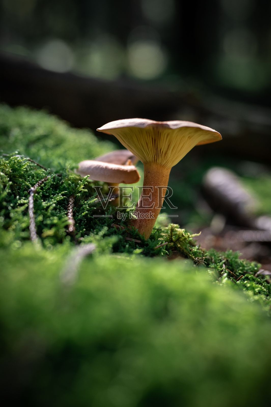 垂直特写的乳酸菌樟树，糖果帽在苔藓上。照片摄影图片