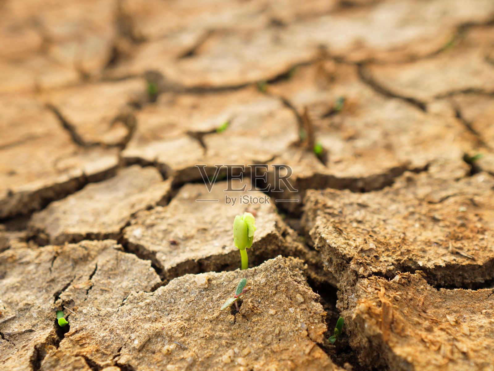 斯里兰卡的干裂土壤照片摄影图片
