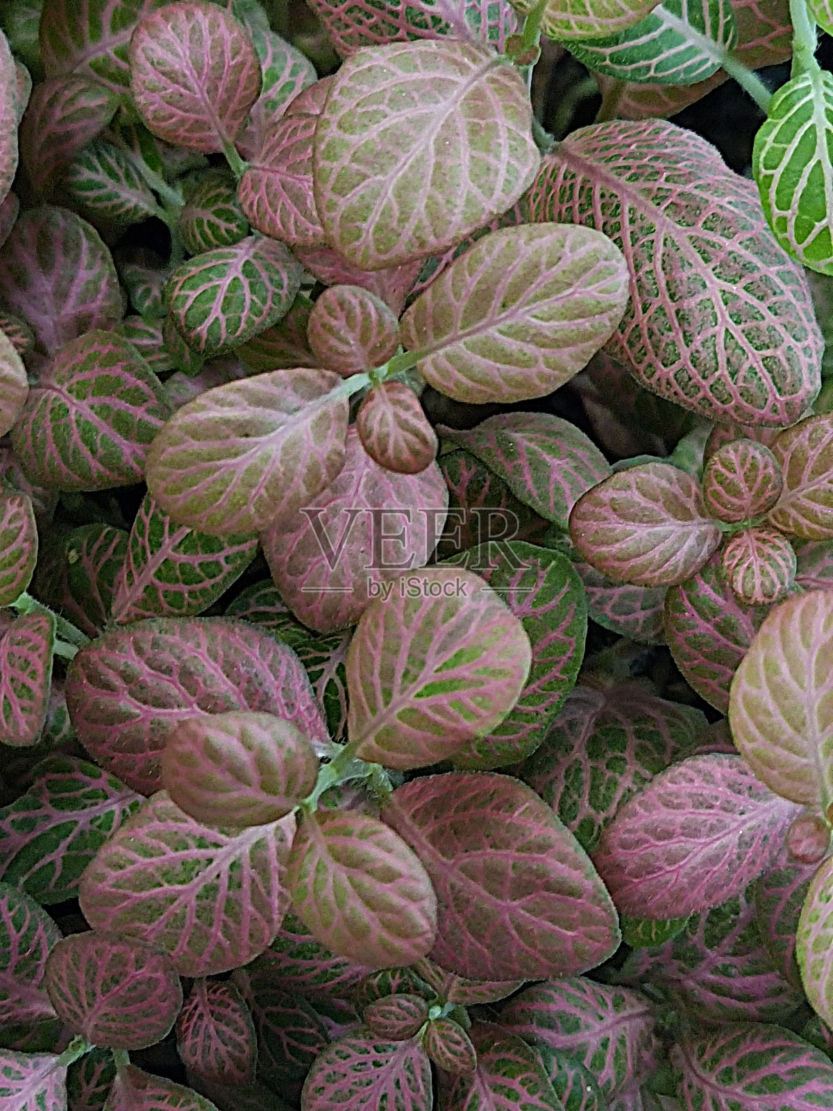 白色Fittonia albivenis，绿色和粉色，全屏照片摄影图片