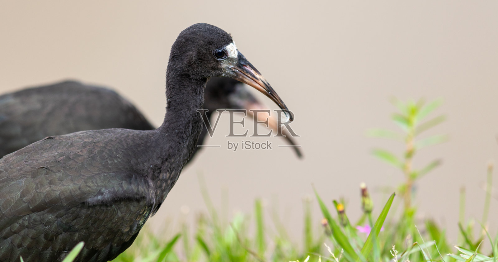 一只裸面朱鹭的照片，发现于巴西南格兰德的卡诺阿斯。照片摄影图片