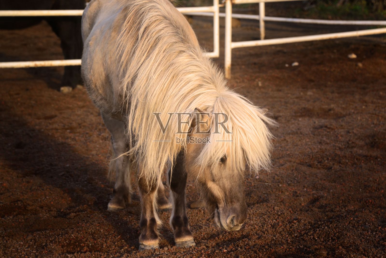 冰岛农场里的小马照片摄影图片