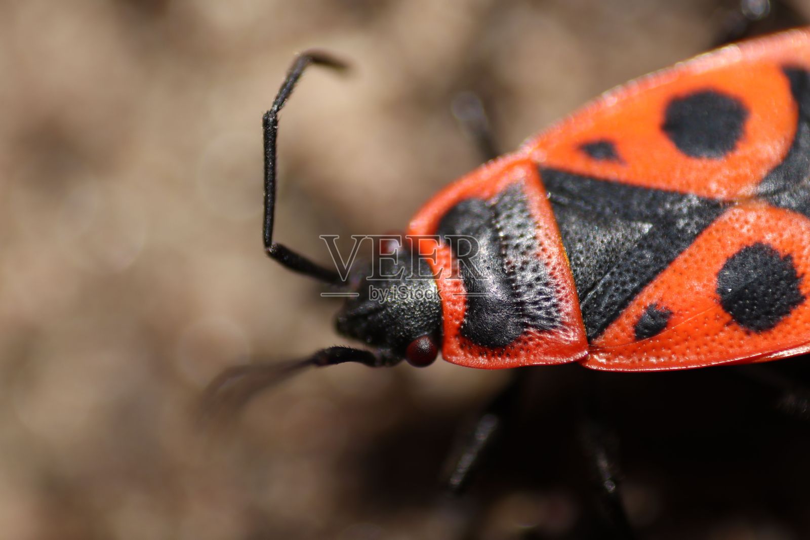 小火虫的微距照片。照片摄影图片