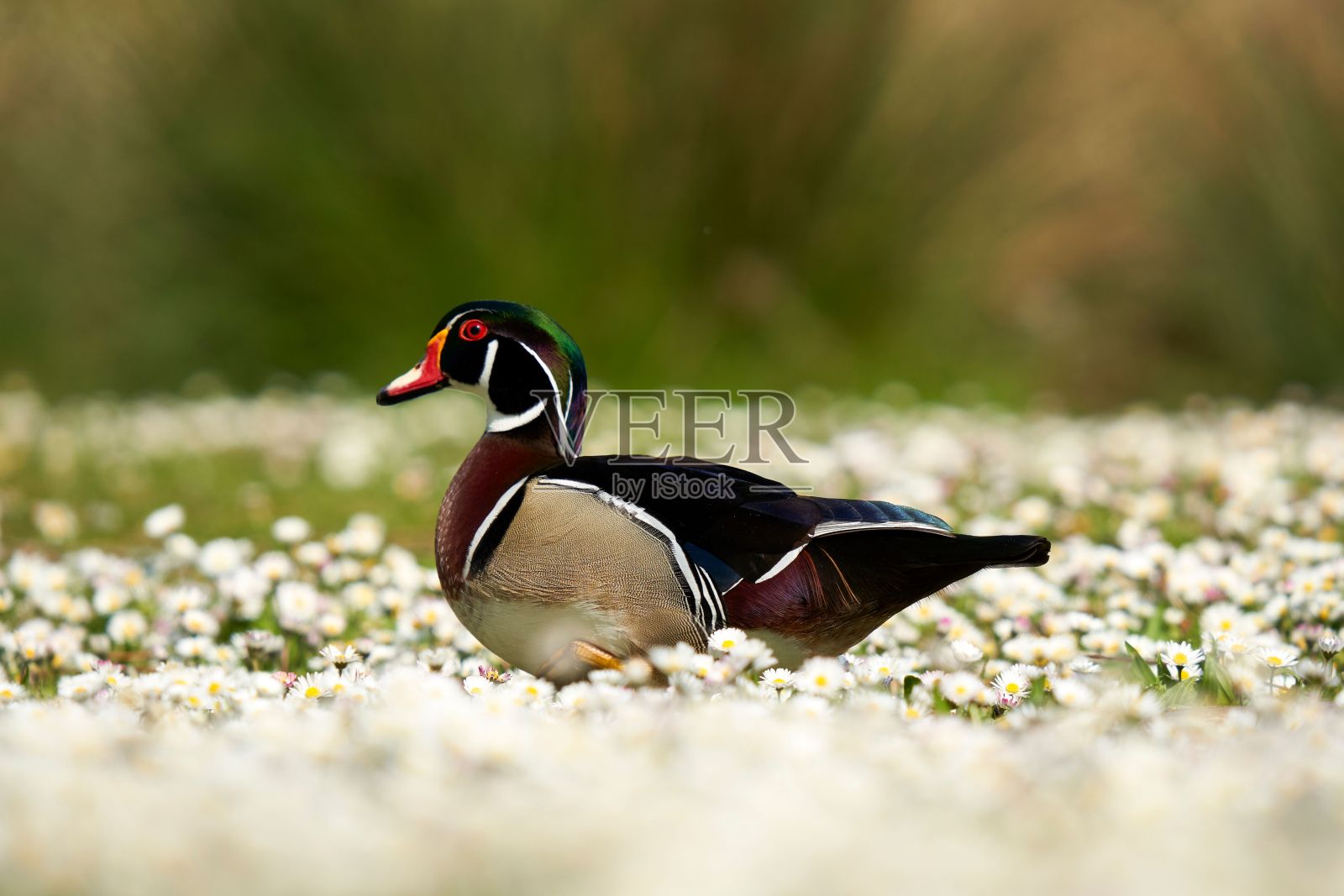 一只木鸭栖息在盛开的花田的特写镜头照片摄影图片