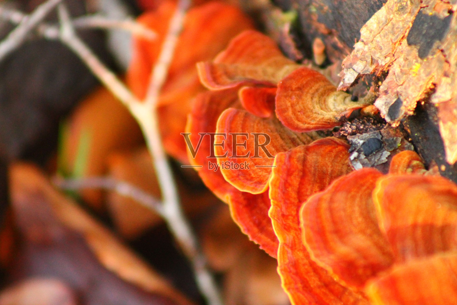 红色彩彩曲霉真菌的特写照片摄影图片