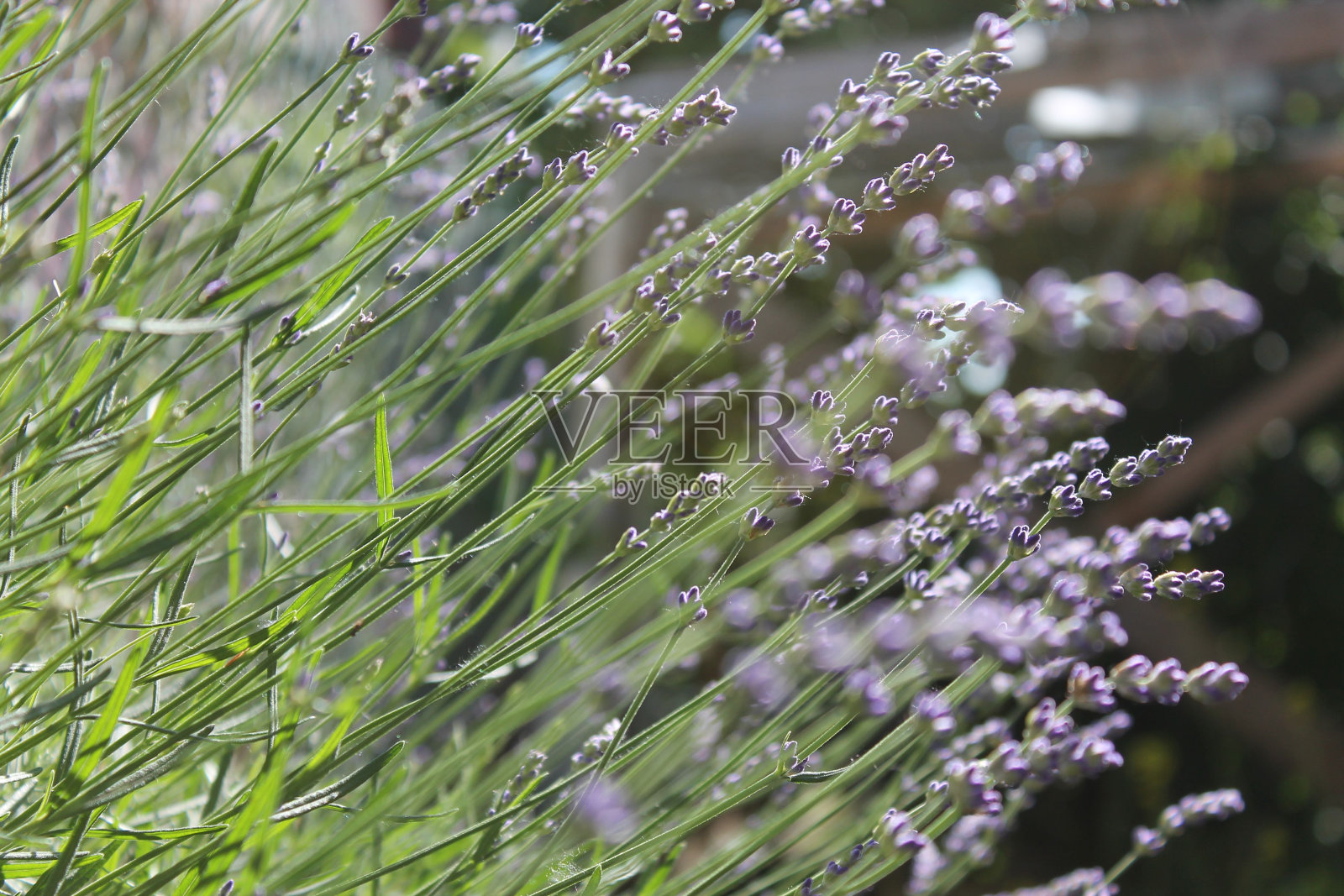 草地上生长的英国薰衣草的近景翻转视图照片摄影图片
