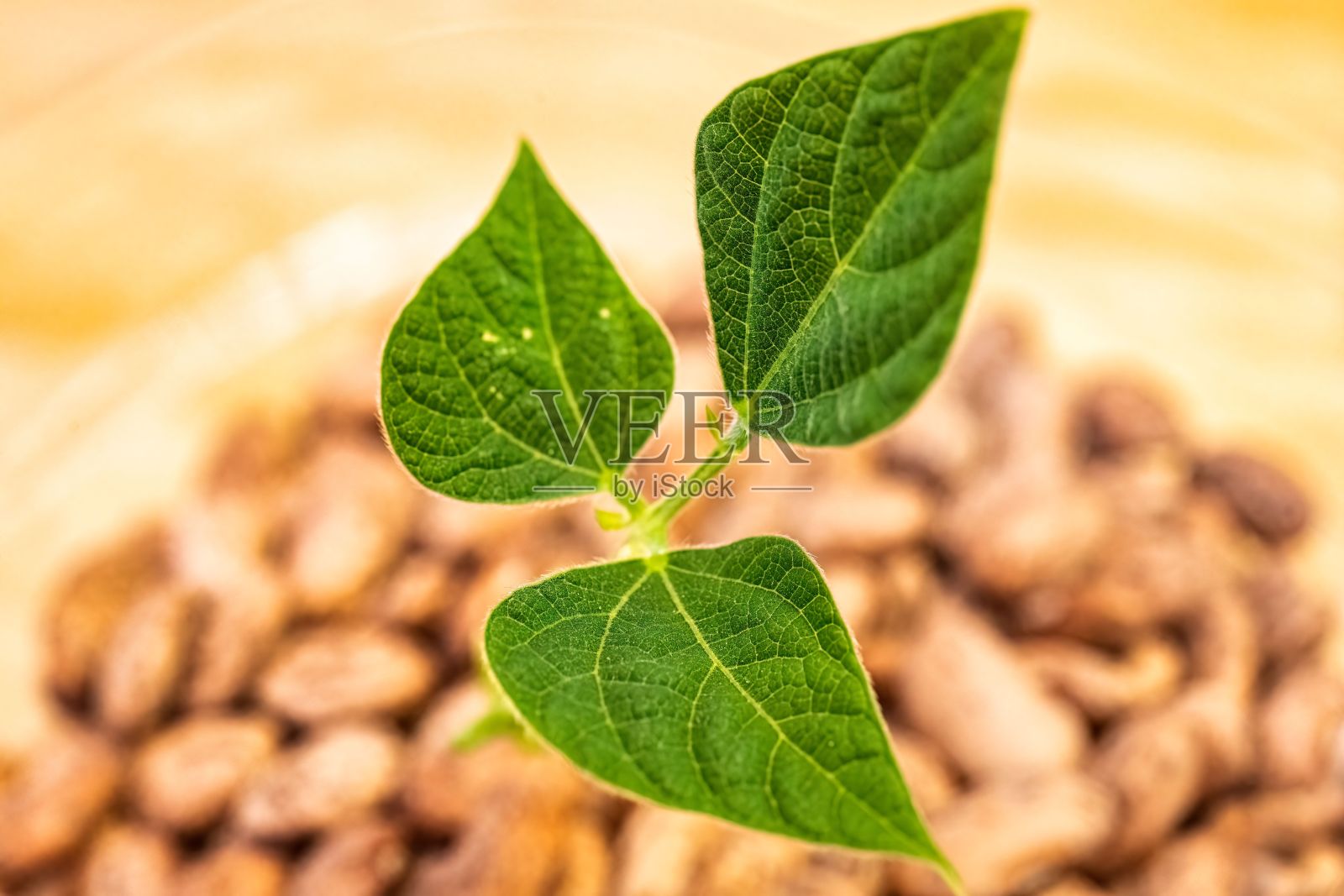 从一盒豆子中长出的小豆芽照片摄影图片