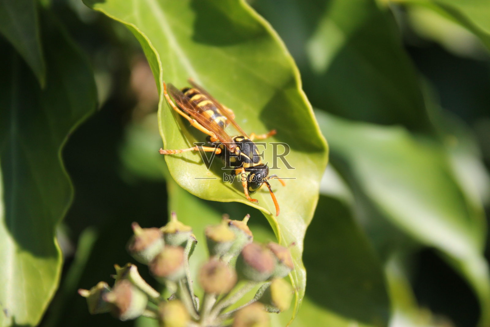 在一个阳光明媚的日子里，在绿色的田野里，黄蜂在一片绿叶上照片摄影图片