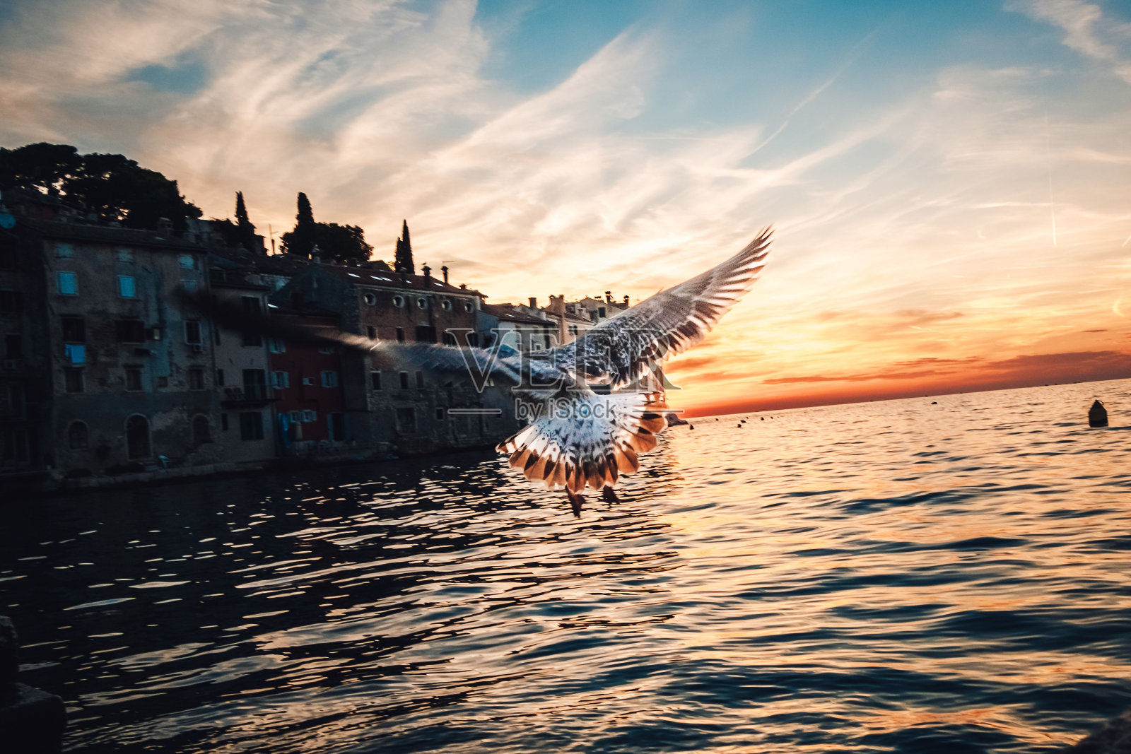 在克罗地亚的一个充满活力的日落期间，一只海鸥飞过海岸的风景照片照片摄影图片