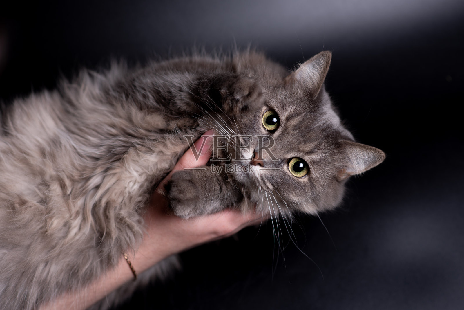 黑色背景上一只迷人的猫的肖像。那只猫躺在女主人的手里，手里举着灯。看着摄像机照片摄影图片