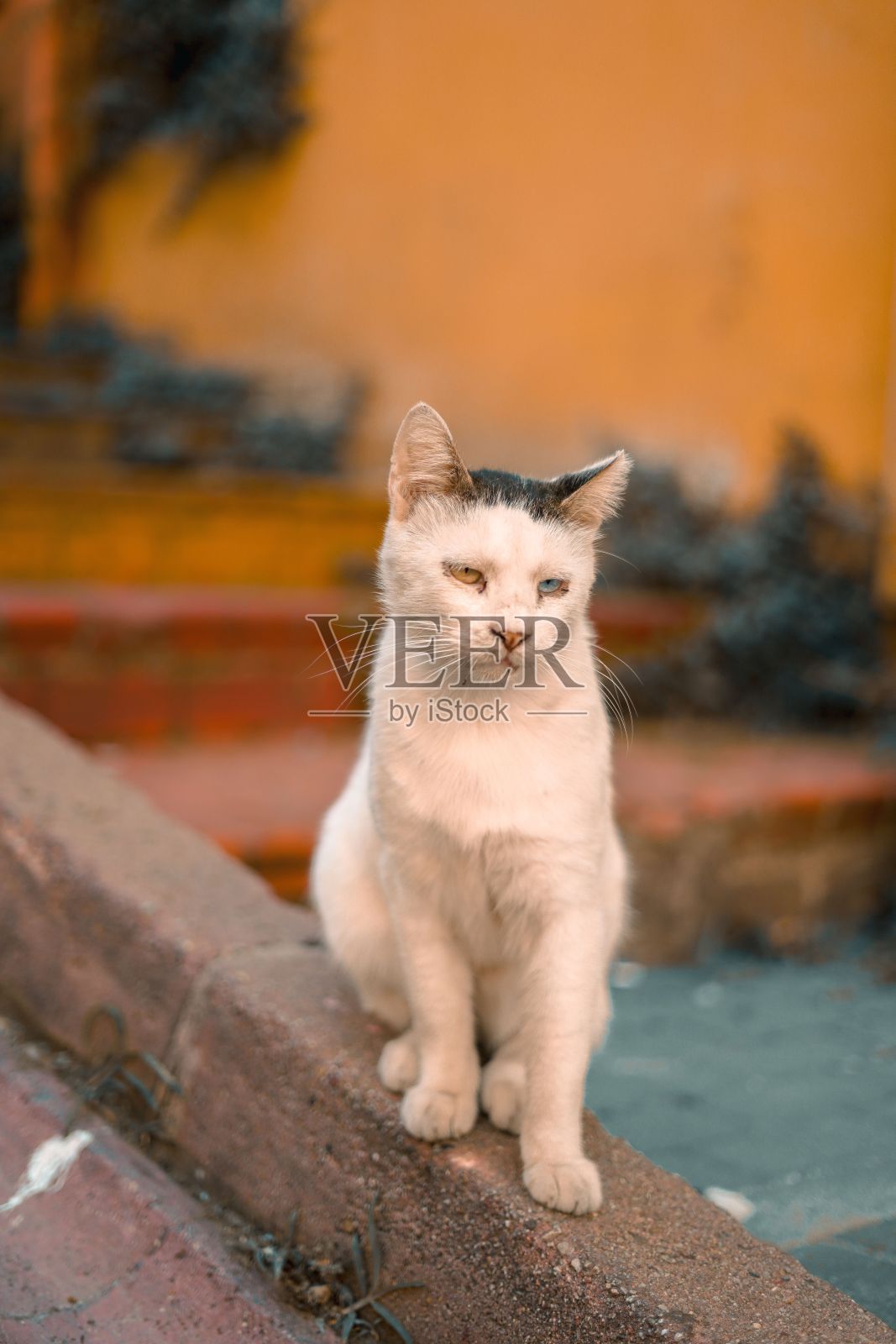 一只白色的流浪猫坐在人行道上的垂直特写照片摄影图片