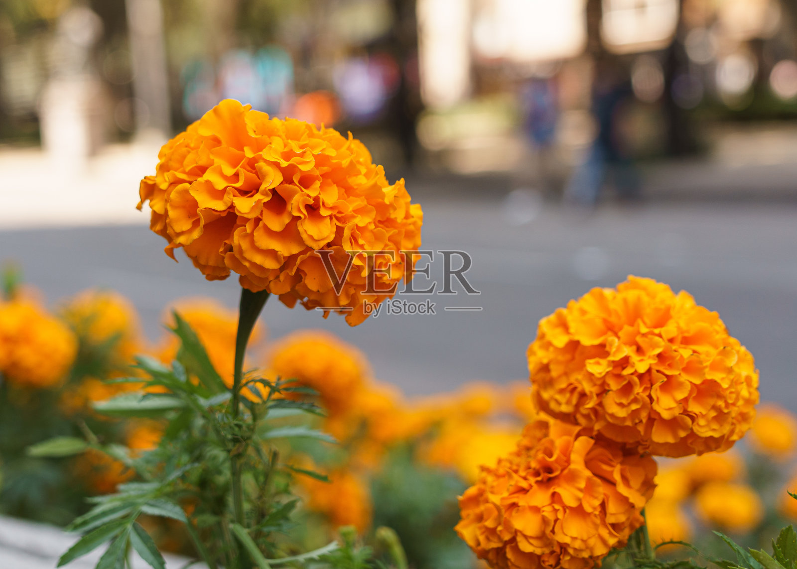 万寿菊花田照片摄影图片