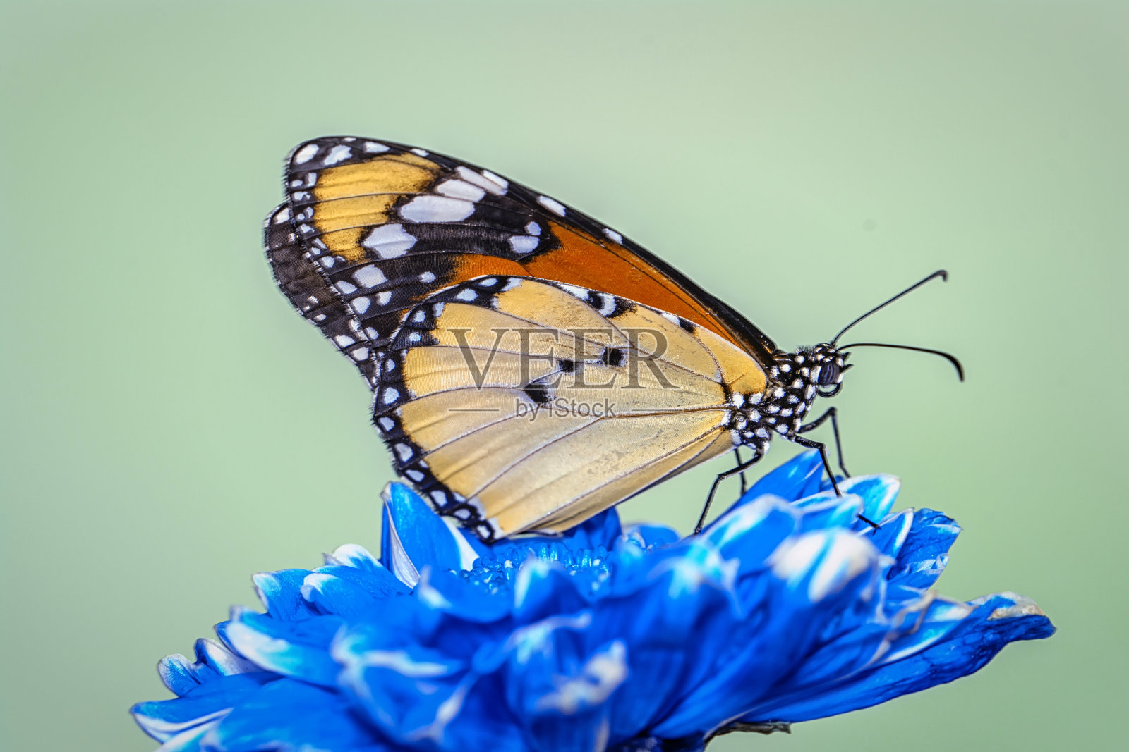 在夏天的花园里，一只美丽的蝴蝶正坐在花上。照片摄影图片