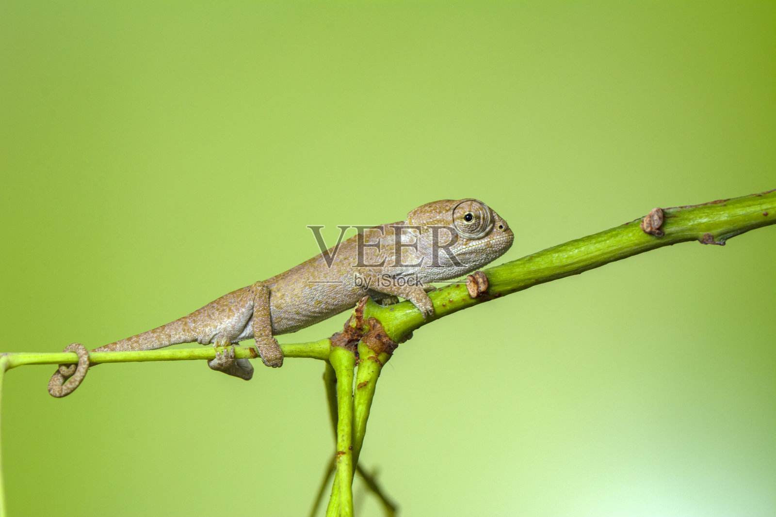 微距镜头，美丽的特写，在夏天的花园里，嫩绿的变色龙就在你的指尖照片摄影图片