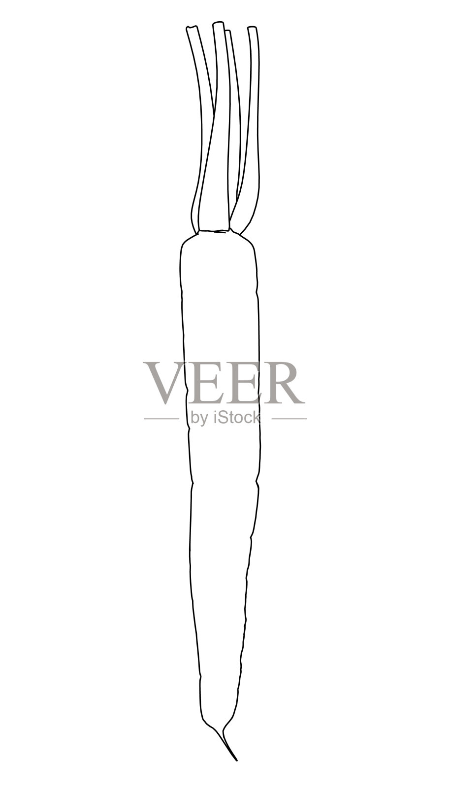 一个胡萝卜的轮廓从黑线孤立在白色背景上。矢量插图。插画图片素材