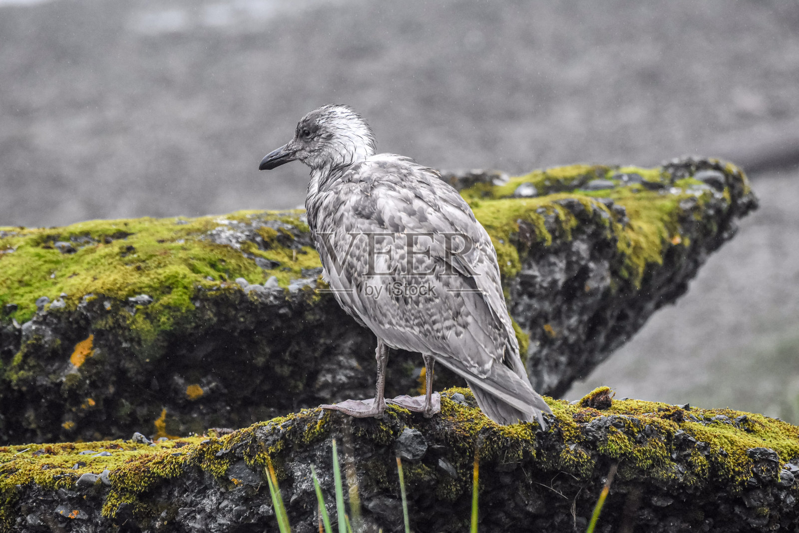 码头上的海鸥照片摄影图片
