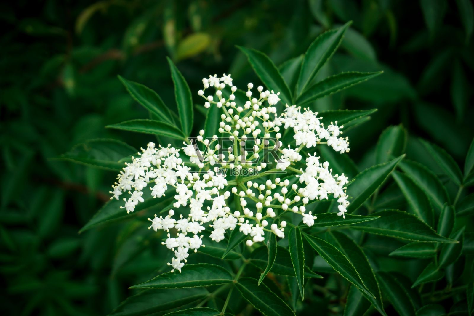 白色，开接骨木树的花照片摄影图片
