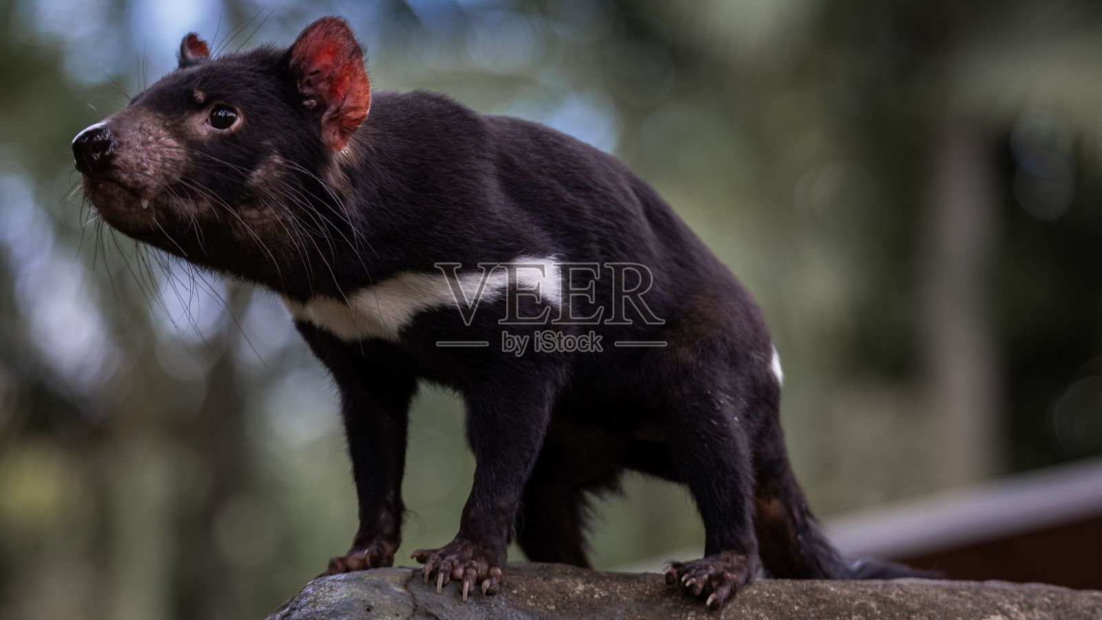 袋獾站在岩石表面的特写镜头照片摄影图片