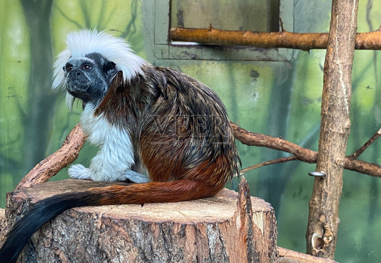 动物园里一只绢毛猴坐在树桩上的特写镜头照片摄影图片