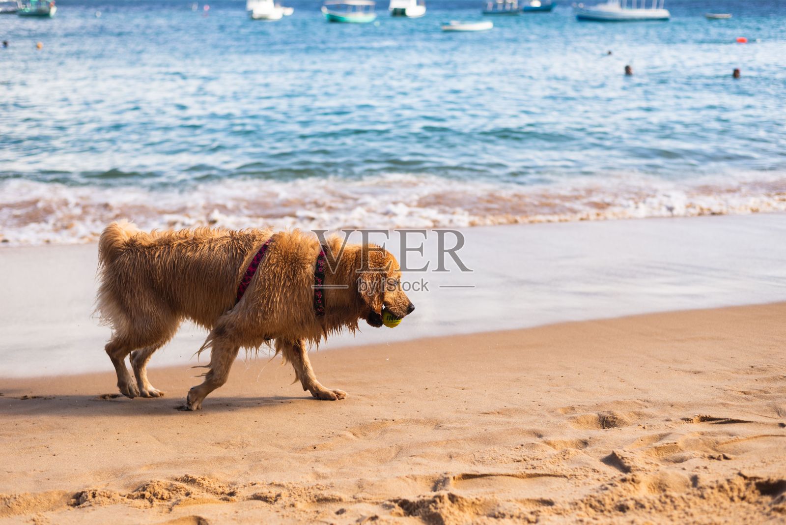 狗在海滩的沙子上玩耍照片摄影图片