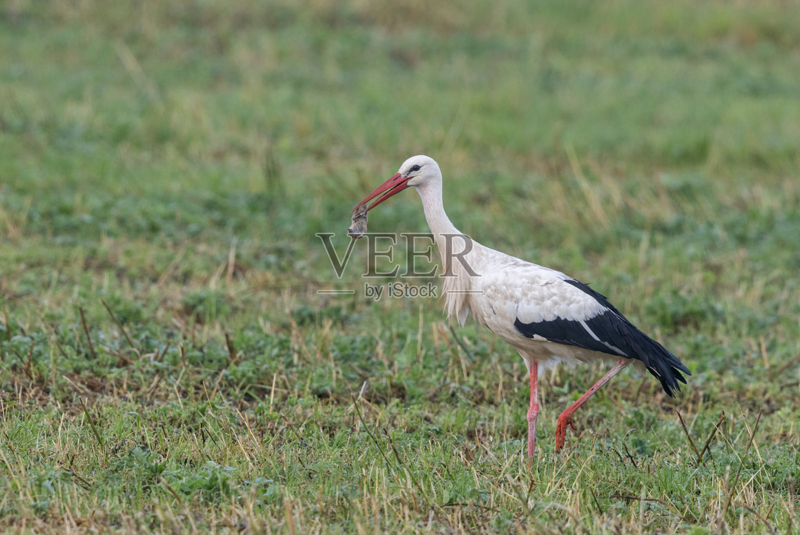 白鹳(Ciconia Ciconia)捕猎田鼠照片摄影图片