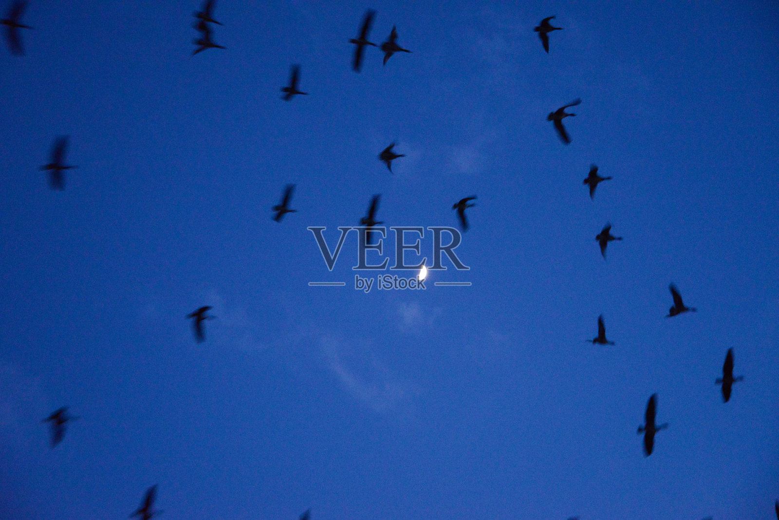 白额鹅在黄昏时栖息照片摄影图片