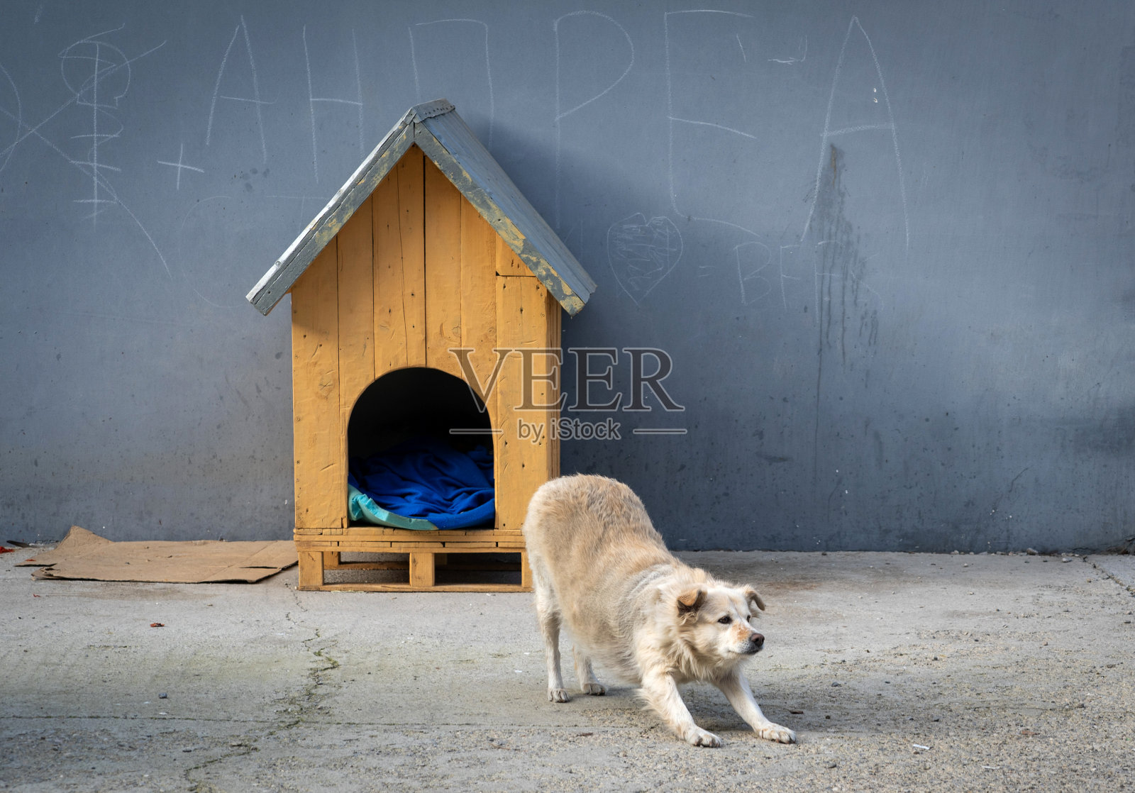 在狗屋前伸展的狗。照片摄影图片
