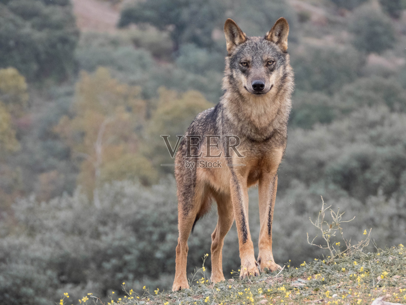 森林中犬类的特写镜头照片摄影图片