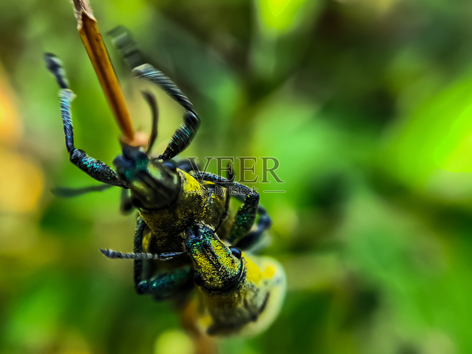 特写大型绿甲虫在绿叶树枝上交配照片摄影图片