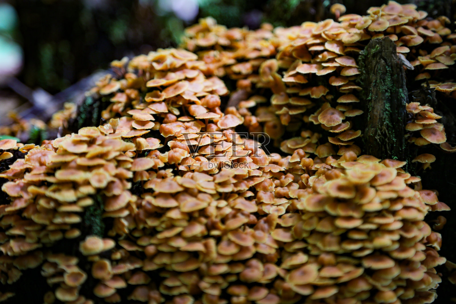 在模糊的背景下，一群正在生长的蜂蜜木耳菇的特写镜头照片摄影图片