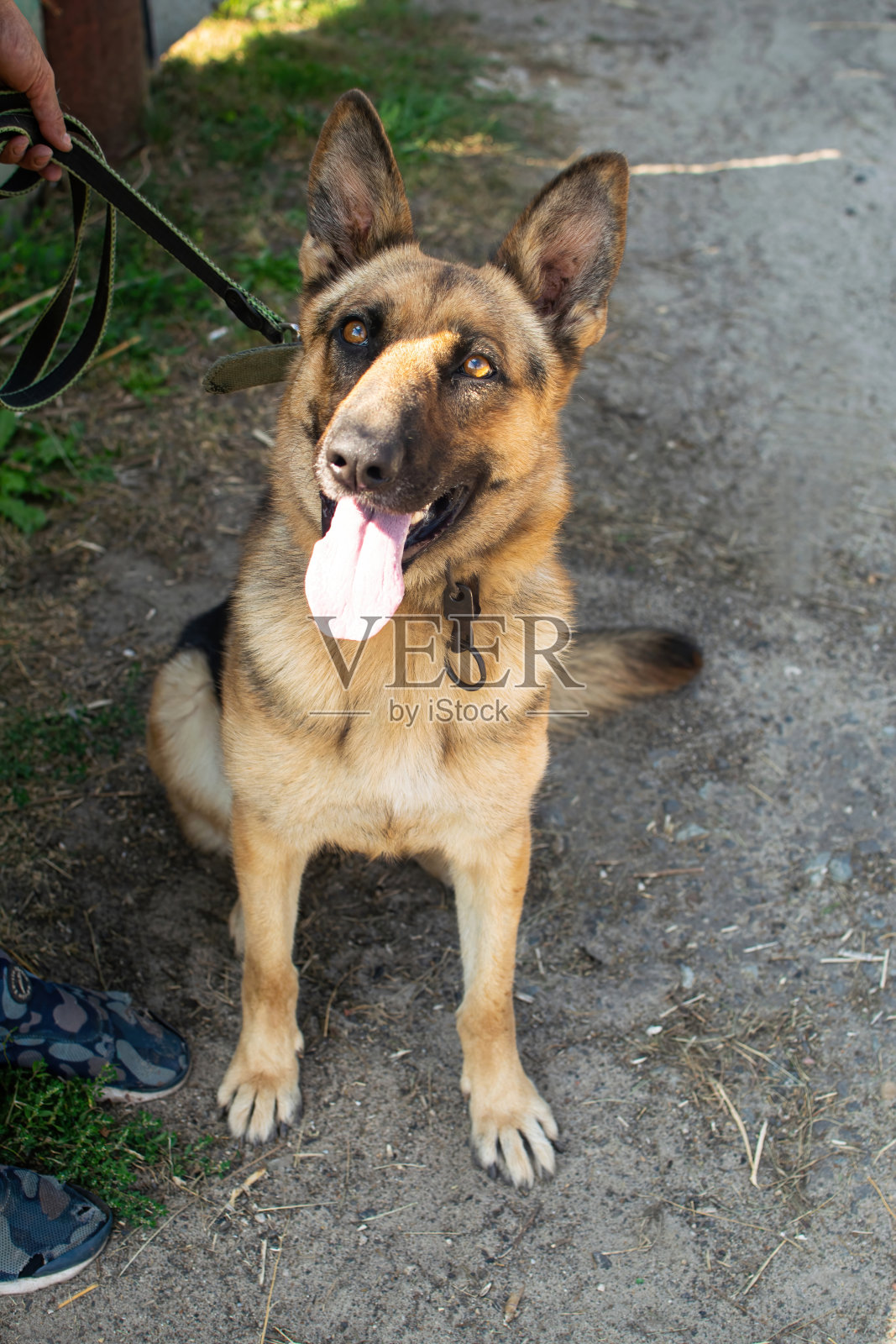 年轻的德国牧羊犬坐着，忠实地看着主人的眼睛。照片摄影图片