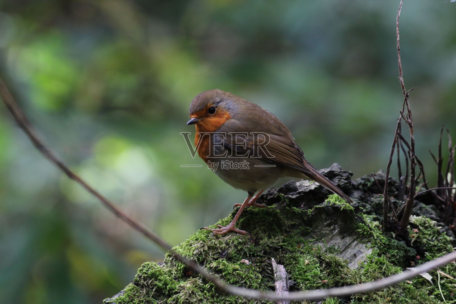 红胸知更鸟栖息在绿色自然背景中孤立的岩石上照片摄影图片