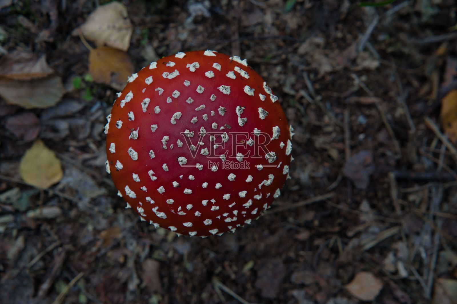 红色蘑菇的特写照片摄影图片