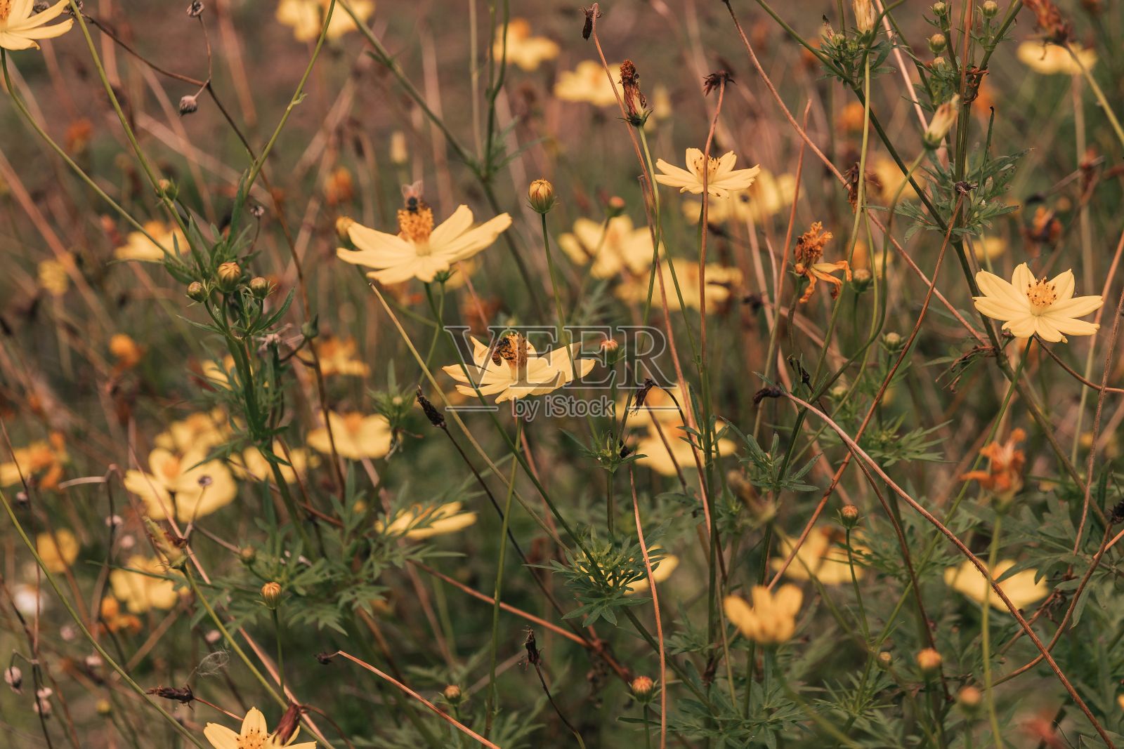野花田的特写镜头照片摄影图片