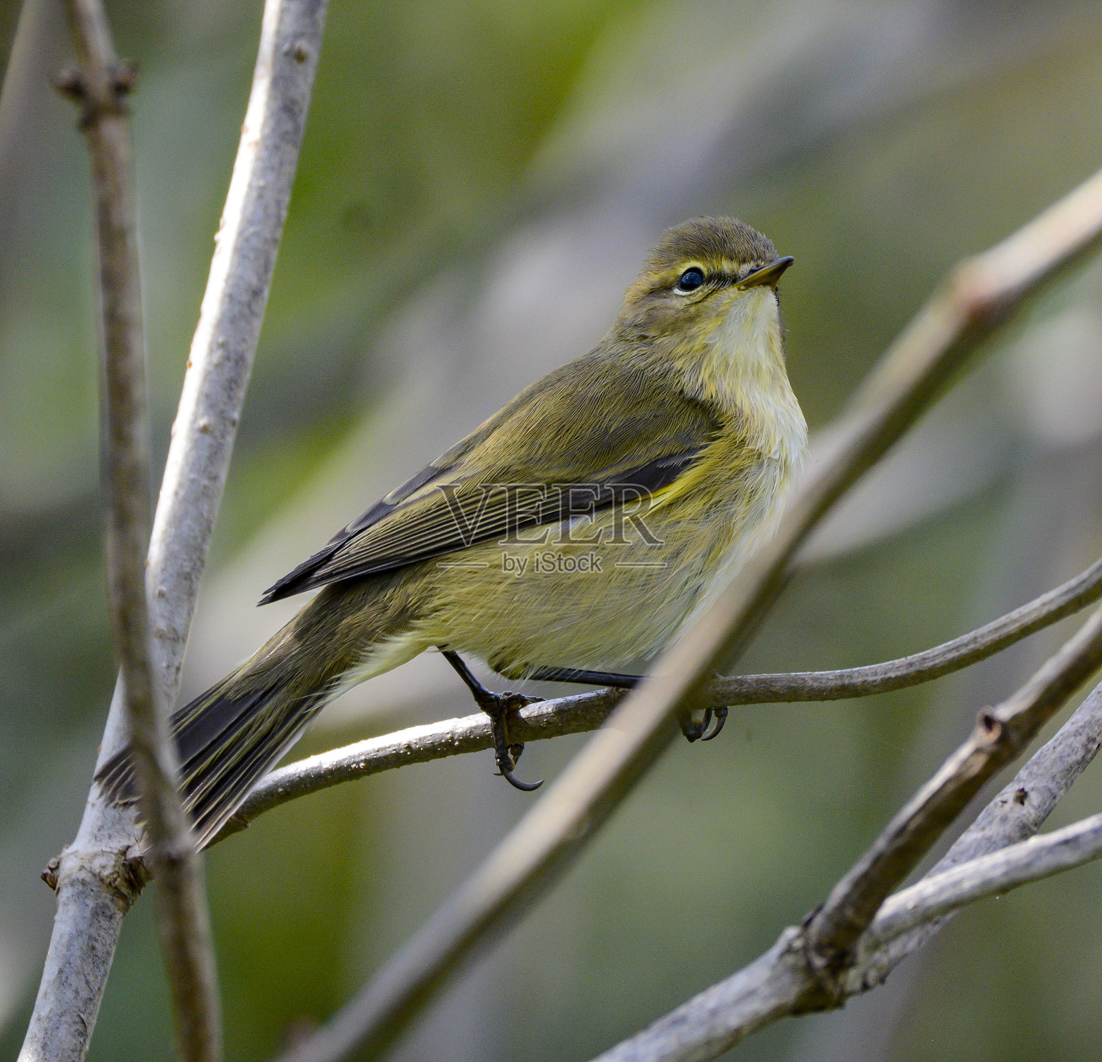 树枝上的一根普通的雪屑的特写镜头照片摄影图片