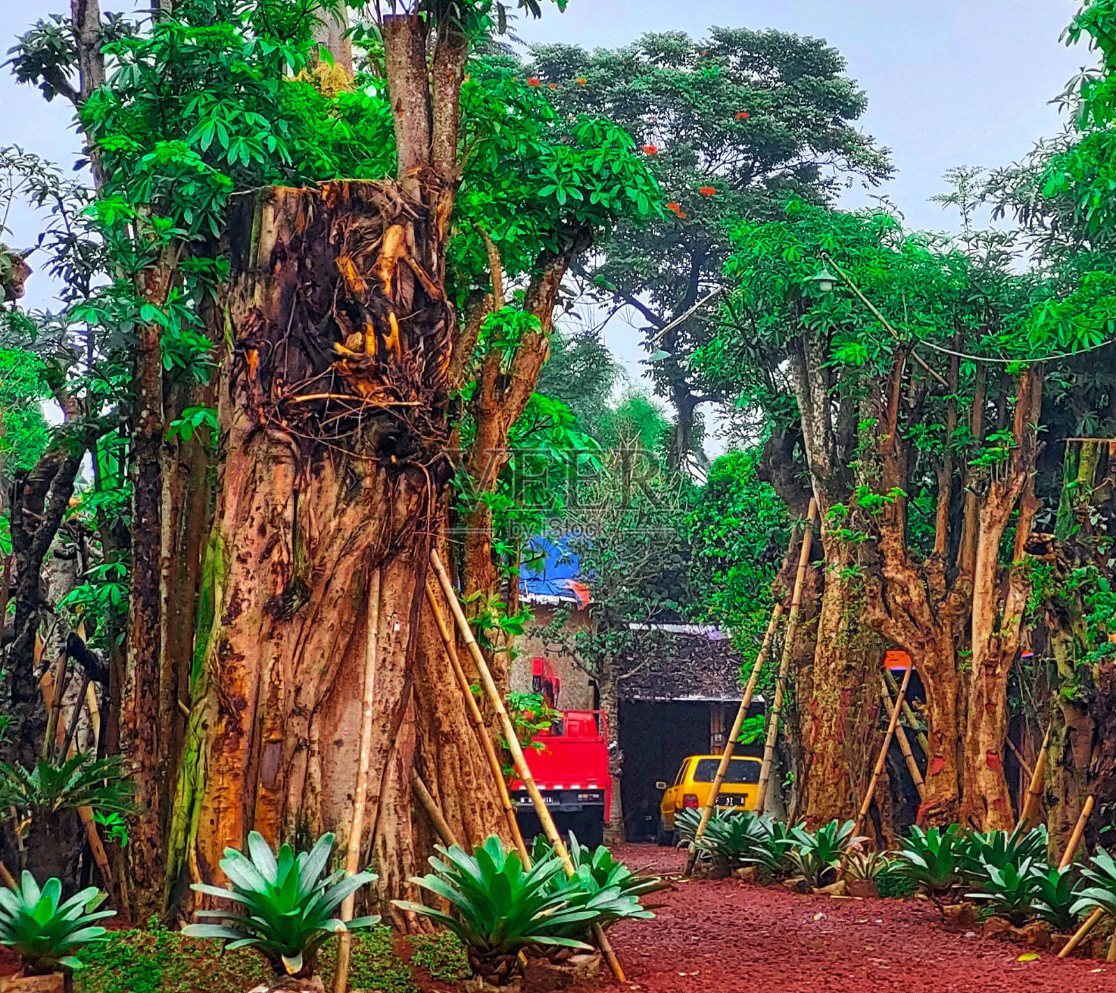 树和叶子。有绿色叶子的植物。森林自然与生态照片摄影图片