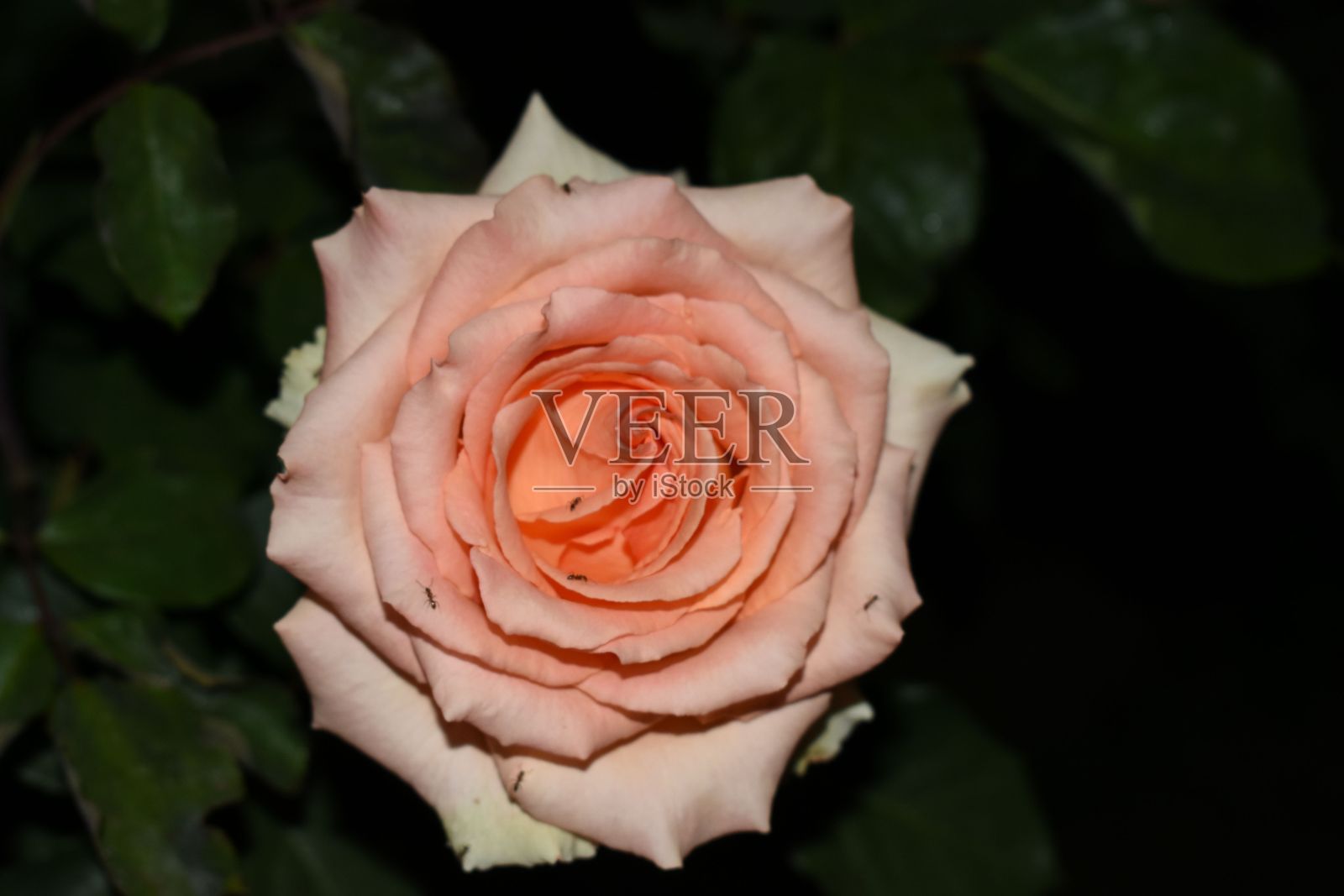 白天花园里的粉红玫瑰的特写镜头照片摄影图片