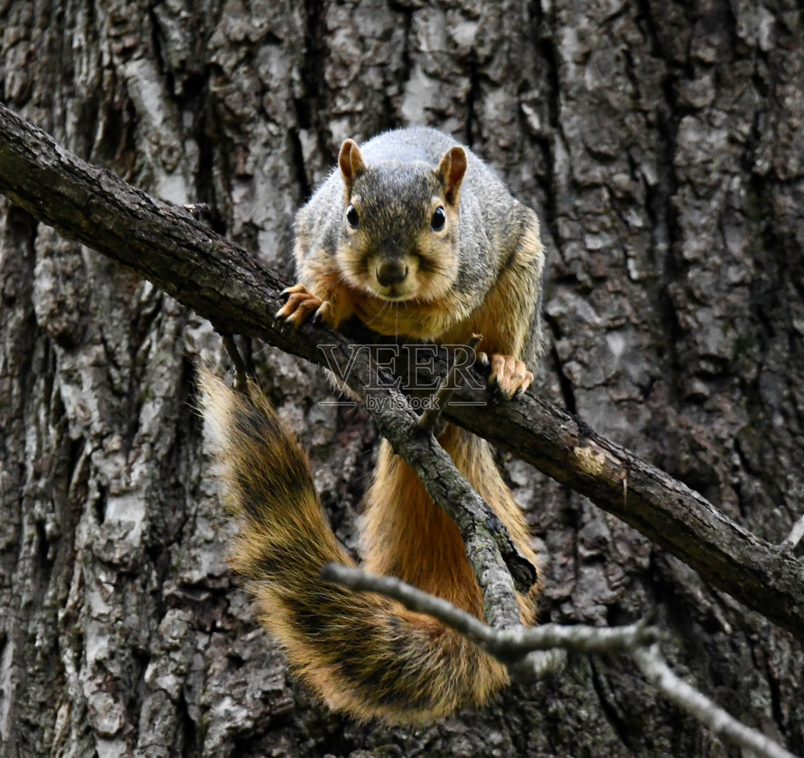 树枝上一只松鼠的特写镜头照片摄影图片