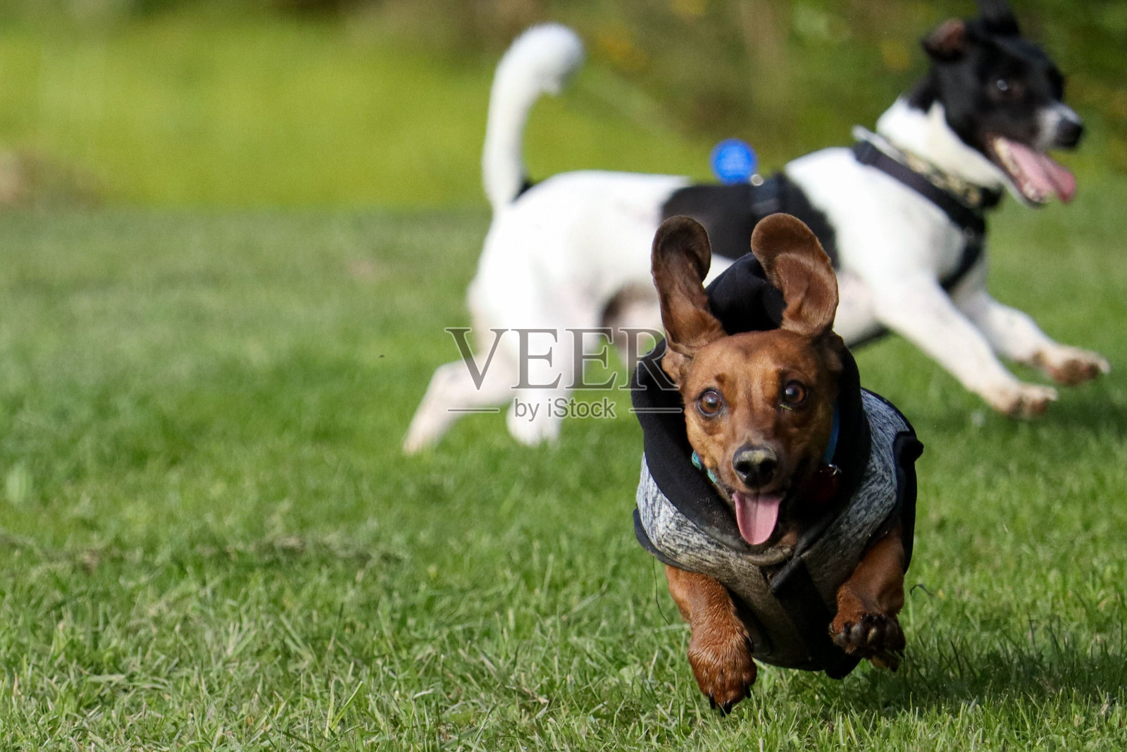 可爱的腊肠狗在绿色的田野里奔跑照片摄影图片