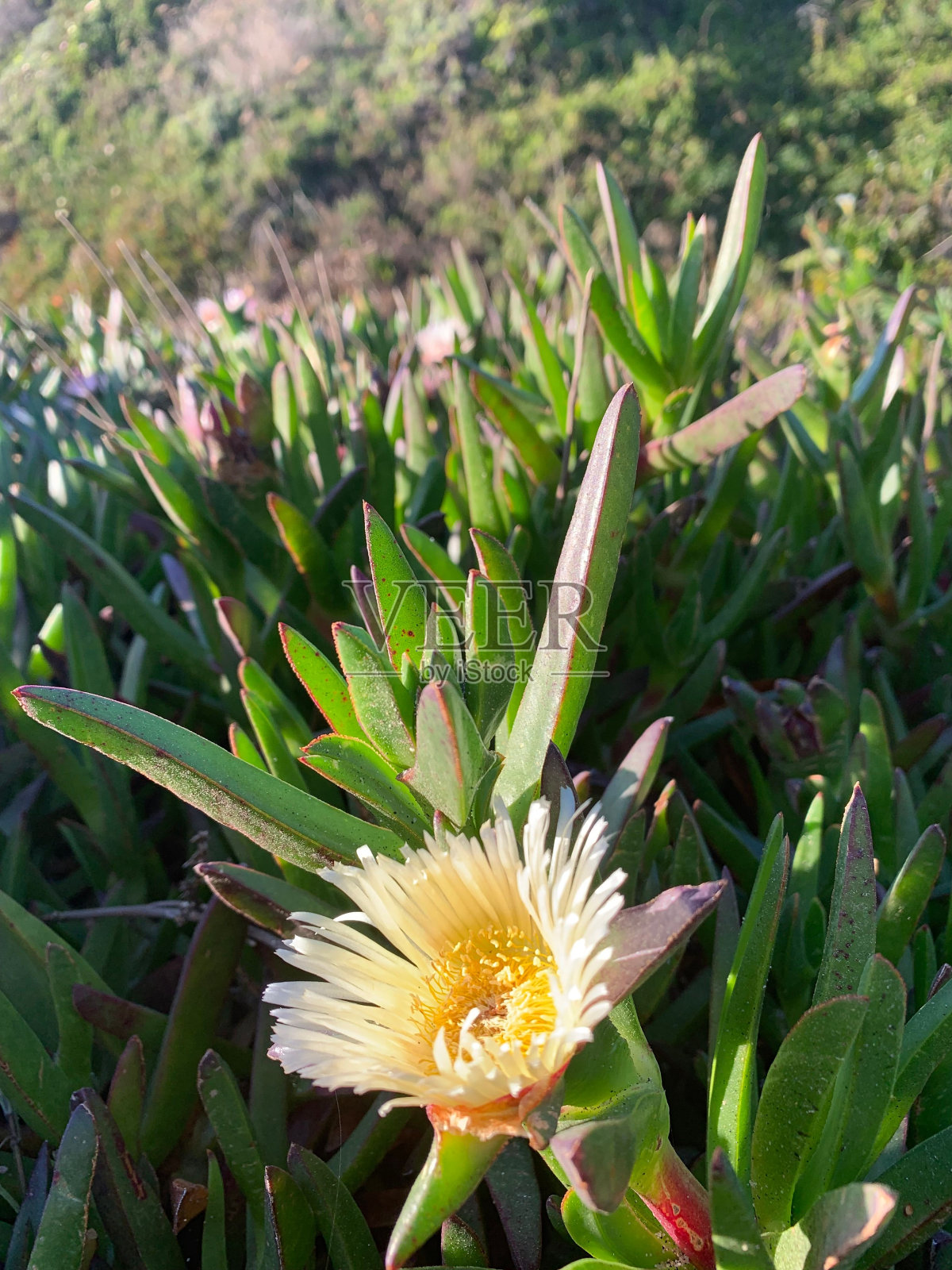花园里的白花植物照片摄影图片