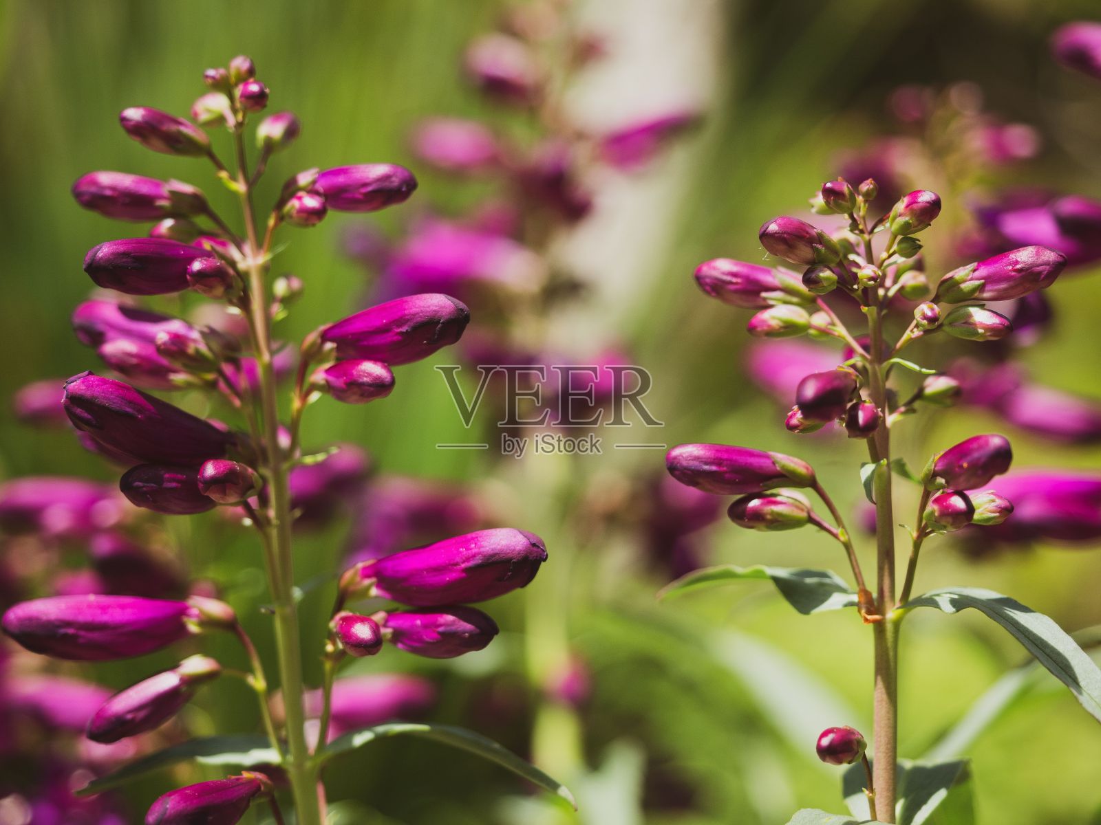 花园里紫色的花，背景模糊照片摄影图片