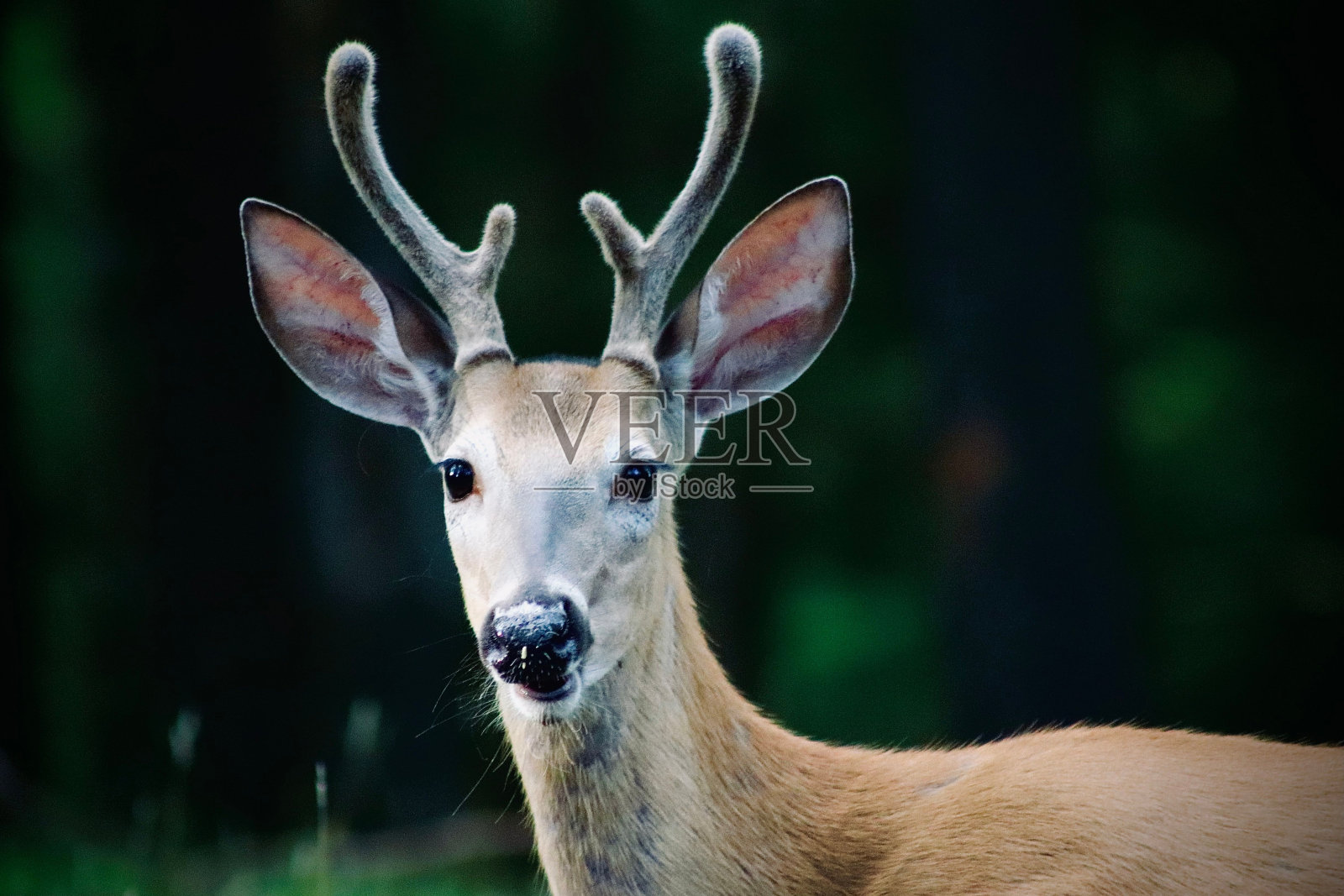 一只鹿的特写镜头，有着纤细的小角照片摄影图片