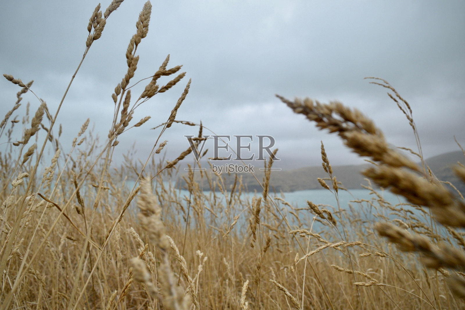 近景拍摄的成熟金色的麦田在一个阴天准备收割照片摄影图片