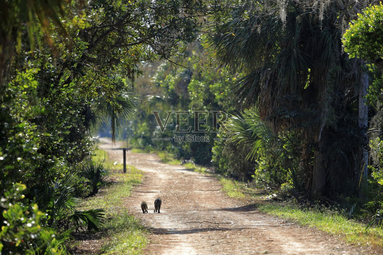一只浣熊妈妈带着她的孩子在路边的特写镜头照片摄影图片