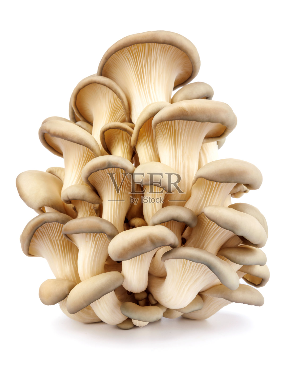 孤立在白色背景上的平菇。完整的剪切路径。一堆漂亮的蘑菇。照片摄影图片