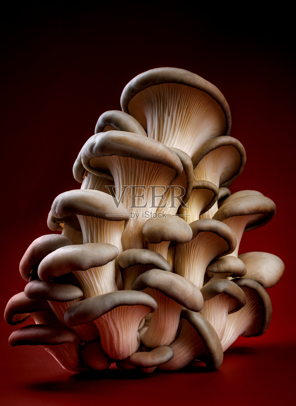 暗红色背景上的平菇。非常美丽的蘑菇。照片摄影图片