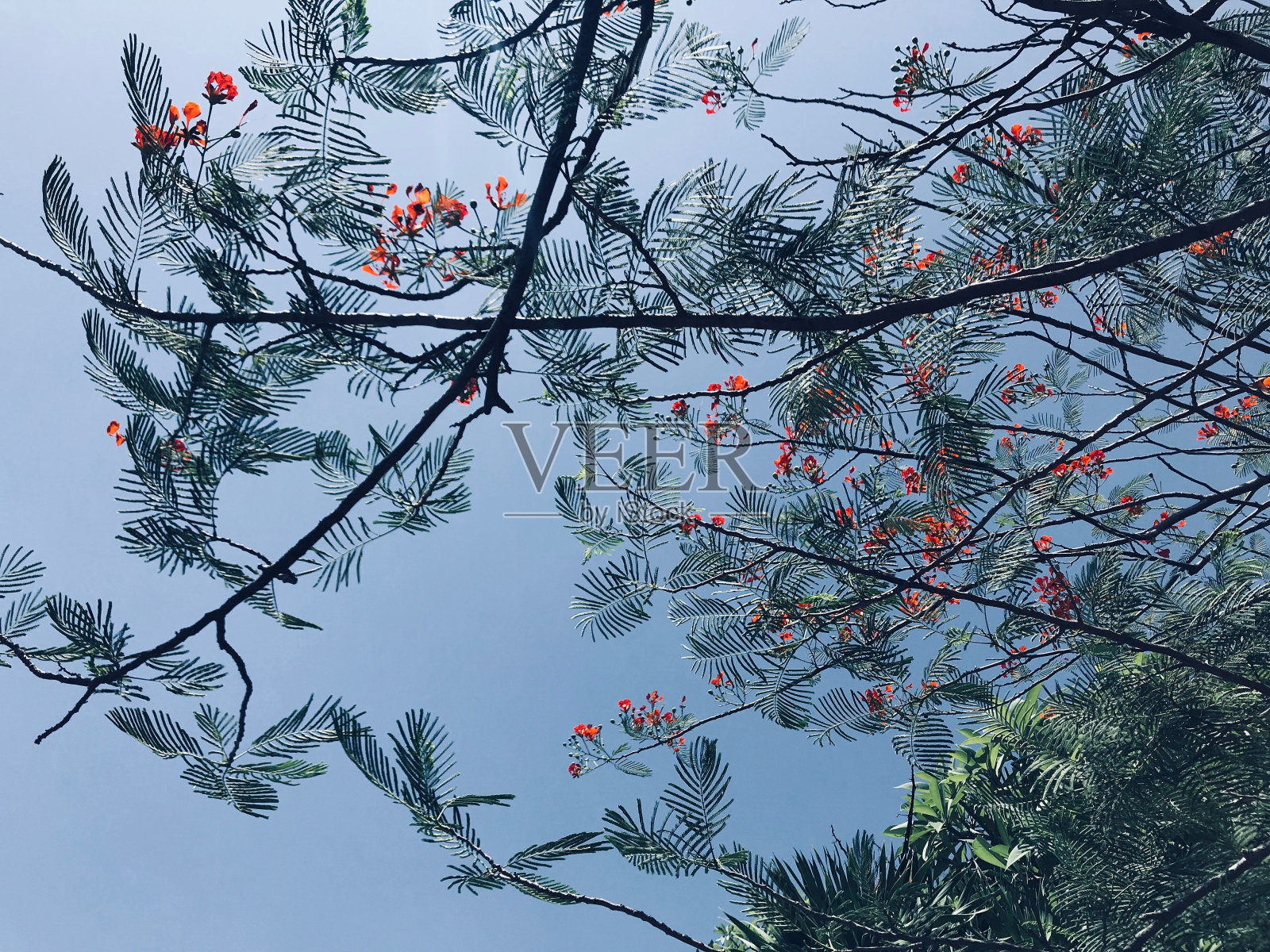 越南的秋天树木照片摄影图片