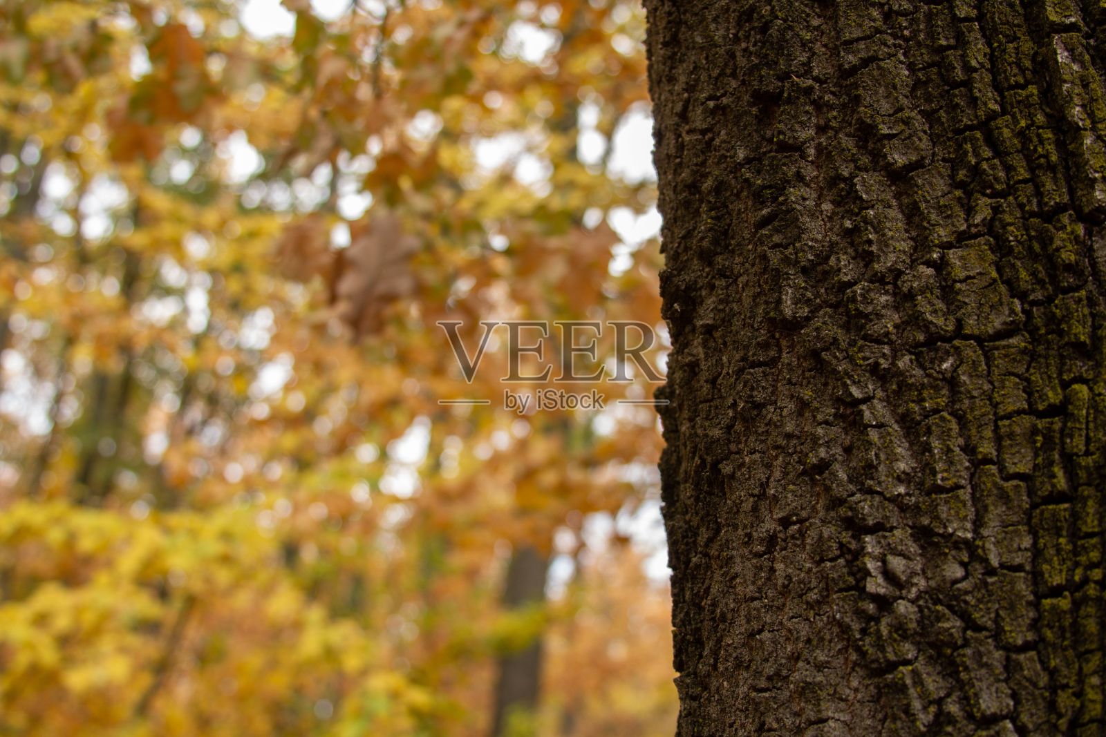 在色彩斑斓的秋天森林里的树干特写镜头照片摄影图片