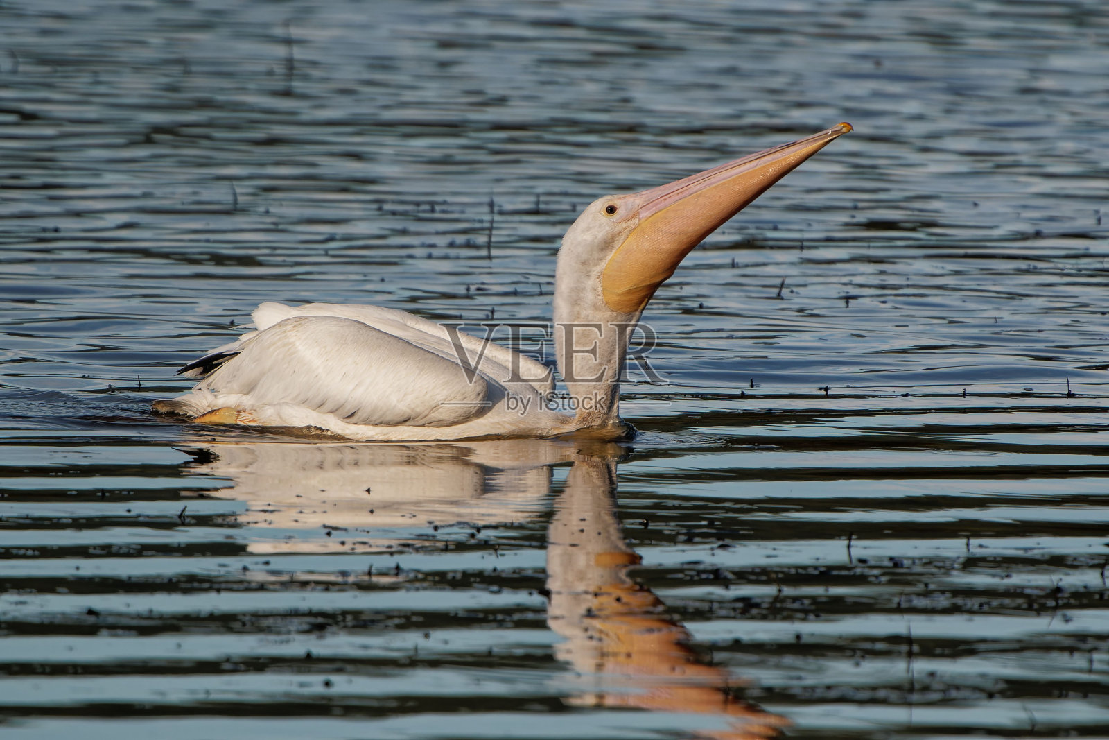 一只大白鹈鹕在水中的特写镜头照片摄影图片